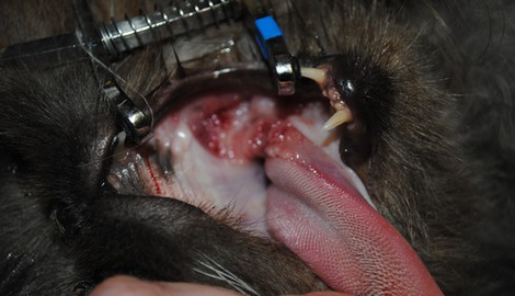 Gingivitis-stomatitis complex bij de kat