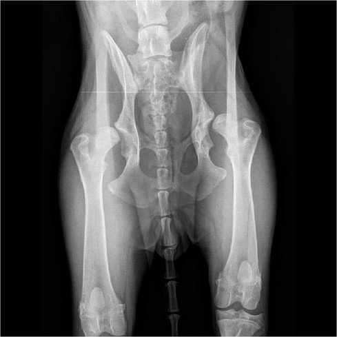 Dit is de controle radiografie uitgevoerd op 6 maanden (Duitse Herder, vrouwelijk). Op de foto is er beiderzijds heupdysplasie te zien met erge afplatting van de dijbeenkop en de heupkom.